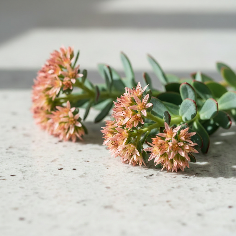 Rhodiola Rosea